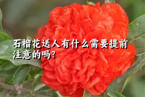 石榴花送人有什么需要提前注意的吗？