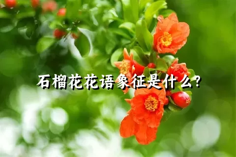 石榴花花语象征是什么？