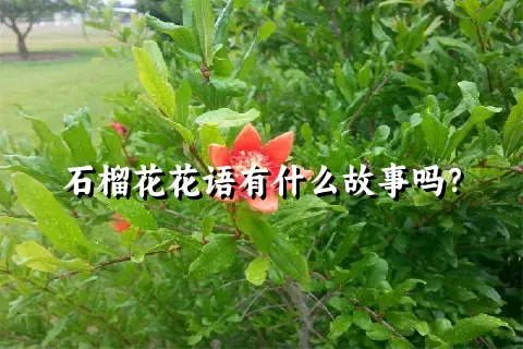 石榴花花语有什么故事吗？