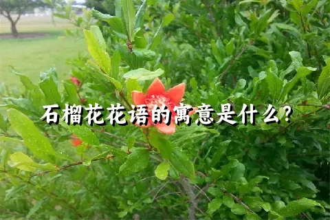 石榴花花语的寓意是什么？