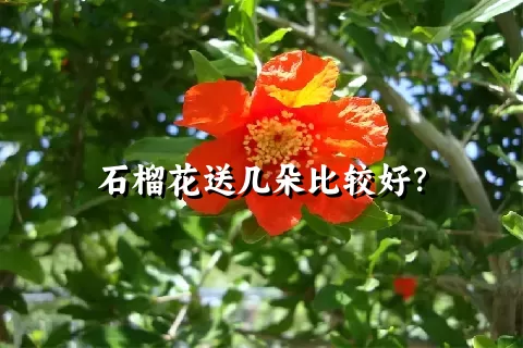 石榴花送几朵比较好？