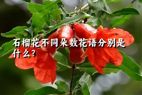 石榴花不同朵数花语分别是什么？