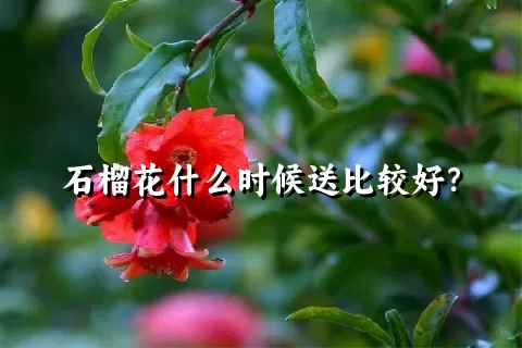 石榴花什么时候送比较好？