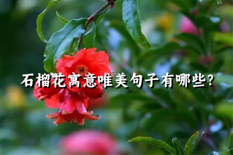 石榴花寓意唯美句子有哪些？