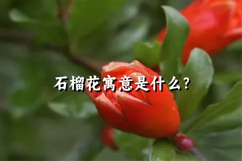 石榴花寓意是什么？