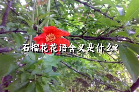 石榴花花语含义是什么？