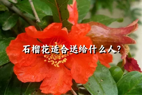 石榴花适合送给什么人？