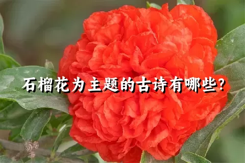 石榴花为主题的古诗有哪些？