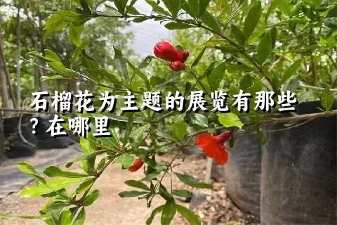 石榴花为主题的展览有那些？在哪里