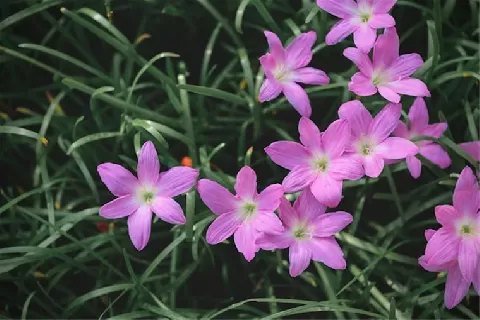 风雨花