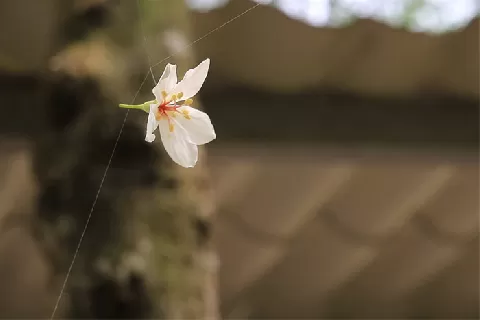 白色油桐花