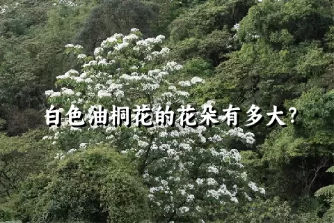 白色油桐花的花朵有多大？