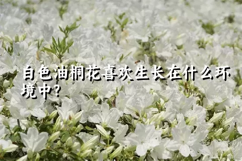 白色油桐花喜欢生长在什么环境中？