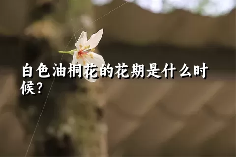 白色油桐花的花期是什么时候？