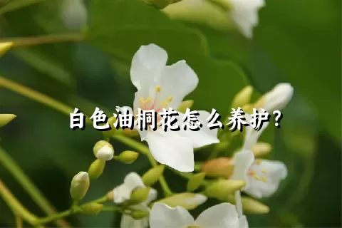 白色油桐花怎么养护？