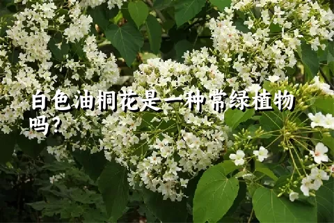 白色油桐花是一种常绿植物吗？