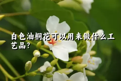 白色油桐花可以用来做什么工艺品？