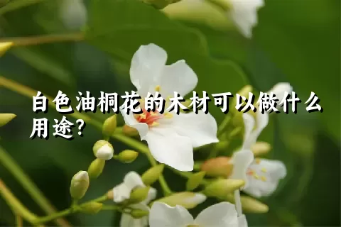 白色油桐花的木材可以做什么用途？