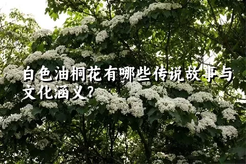 白色油桐花有哪些传说故事与文化涵义？