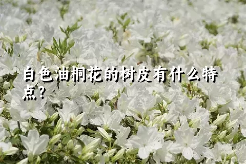 白色油桐花的树皮有什么特点？