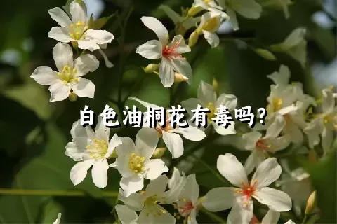 白色油桐花有毒吗？