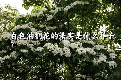 白色油桐花的果实是什么样子？