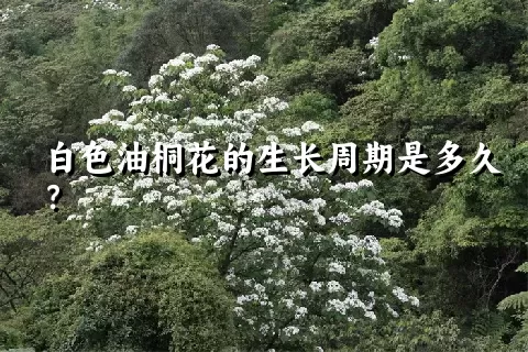 白色油桐花的生长周期是多久？