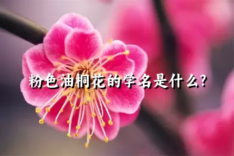 粉色油桐花的学名是什么?