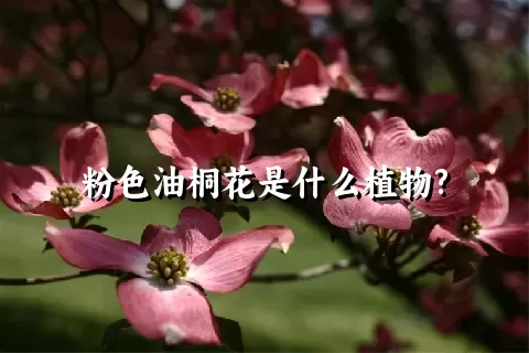 粉色油桐花是什么植物?