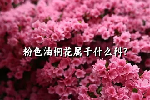 粉色油桐花属于什么科?