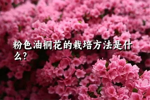 粉色油桐花的栽培方法是什么?