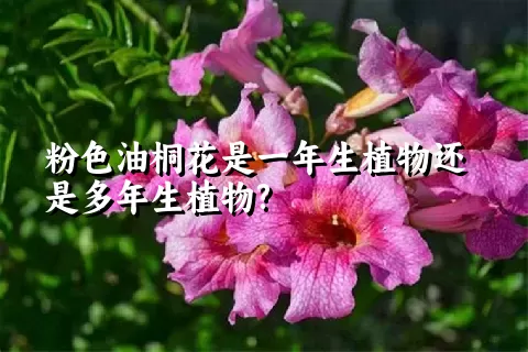 粉色油桐花是一年生植物还是多年生植物?