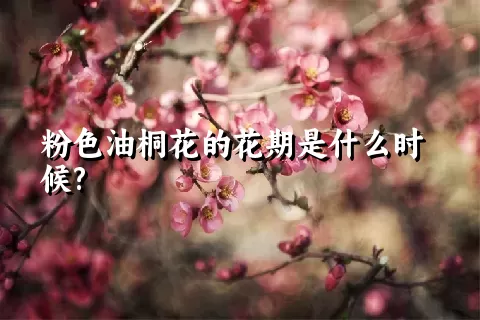 粉色油桐花的花期是什么时候?