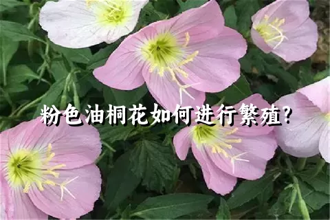 粉色油桐花如何进行繁殖?