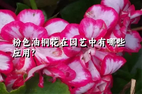 粉色油桐花在园艺中有哪些应用?