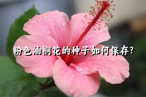 粉色油桐花的种子如何保存?