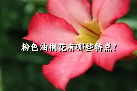 粉色油桐花有哪些特点?