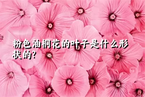 粉色油桐花的叶子是什么形状的?