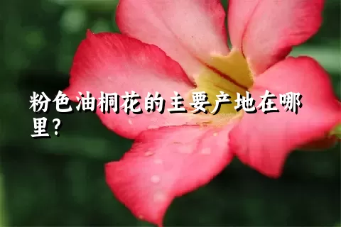 粉色油桐花的主要产地在哪里?