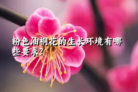 粉色油桐花的生长环境有哪些要求?