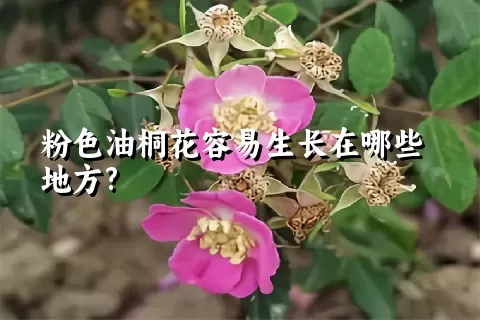 粉色油桐花容易生长在哪些地方?