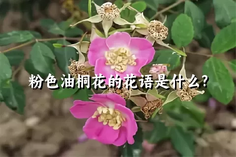 粉色油桐花的花语是什么?