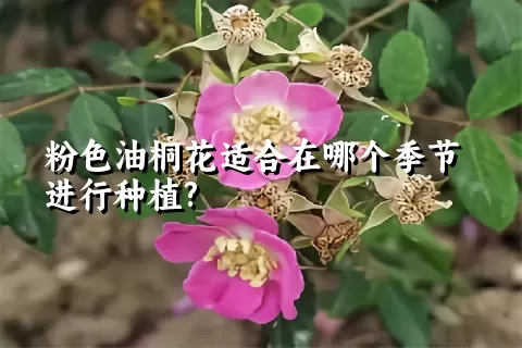 粉色油桐花适合在哪个季节进行种植?