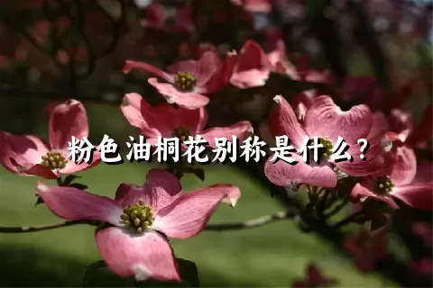 粉色油桐花别称是什么？