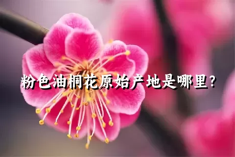 粉色油桐花原始产地是哪里？