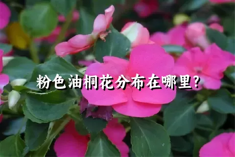 粉色油桐花分布在哪里?