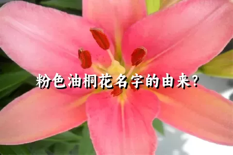 粉色油桐花名字的由来？