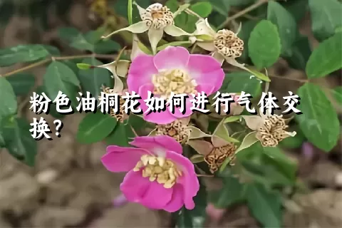 粉色油桐花如何进行气体交换？