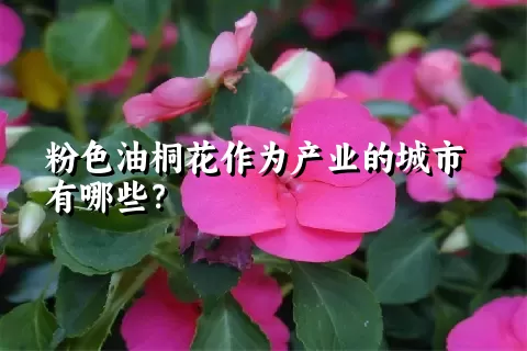 粉色油桐花作为产业的城市有哪些？