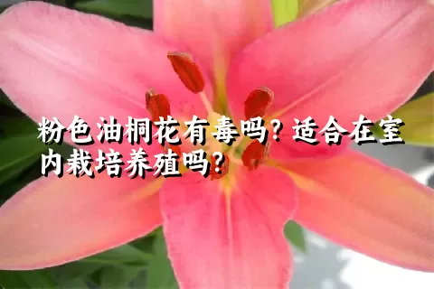 粉色油桐花有毒吗？适合在室内栽培养殖吗？